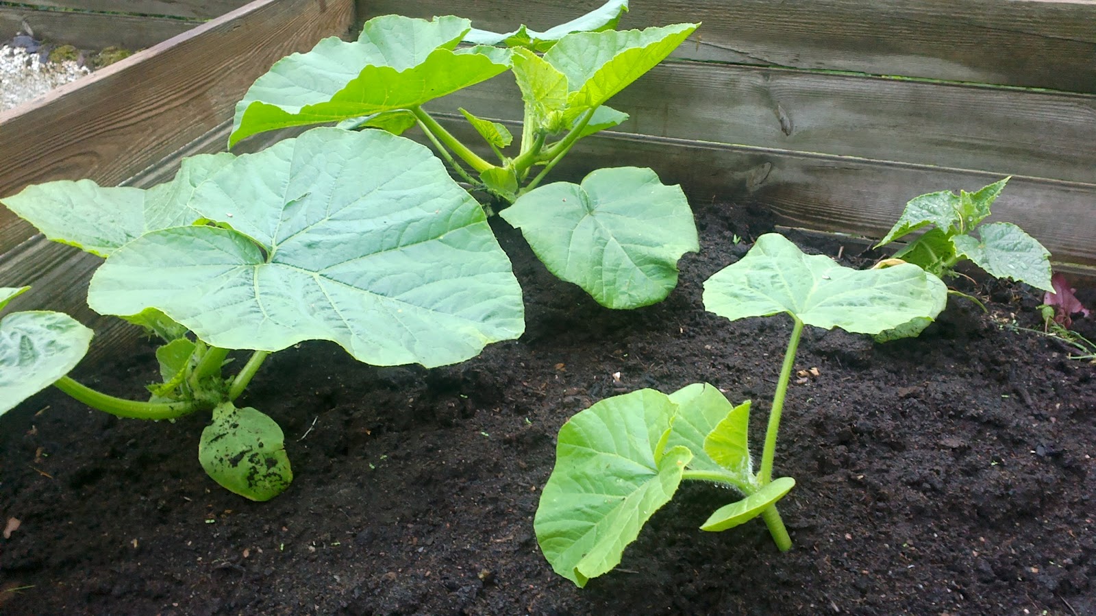 Epätoivoista kurpitsankasvatusta! – Desperate pumpkin growing!