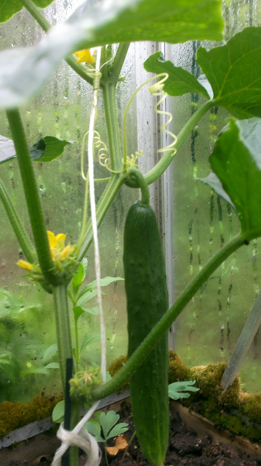 Kurkkusatoa tiedossa! – Cucumber harvest!