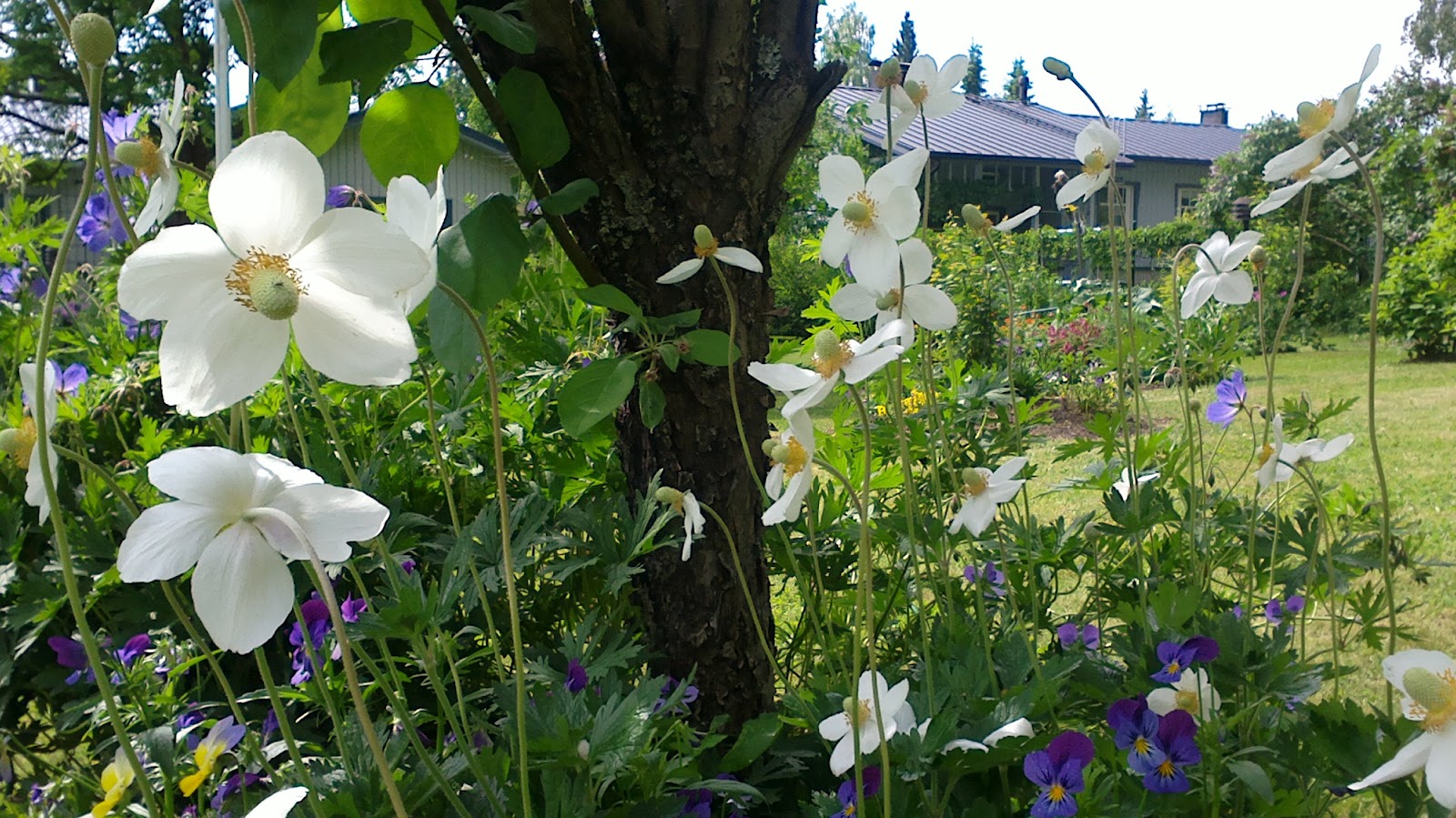 Vuokot kukkivat – Anemones are blooming
