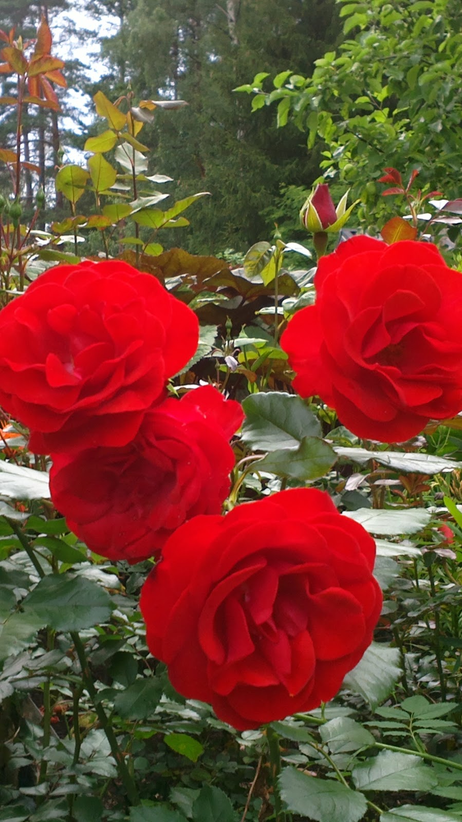 Ruusut kukkivat – Some roses are blooming