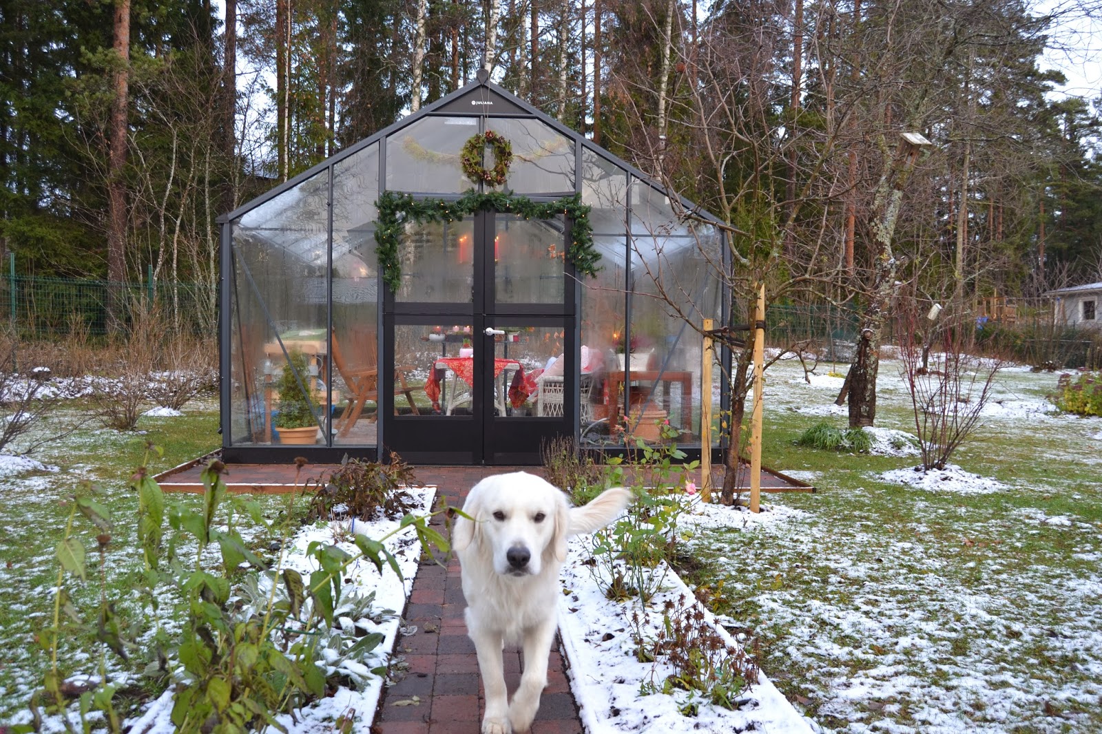 Pikkujouluttelua kasvarissa – Winternal feelings in the greenhouse