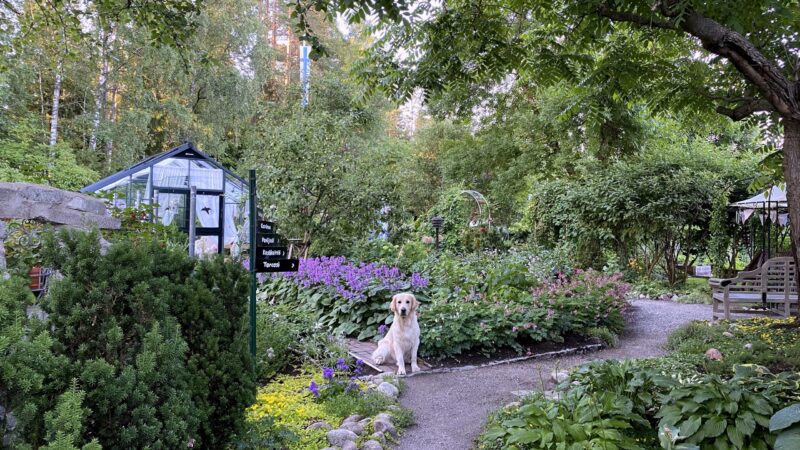 🌸 Kauneimmat puutarhakuvani vuosien varrelta – juhannuksen muistojen äärellä