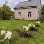 Ensimmäiset hortensiat pääsivät uuden talon pihaan