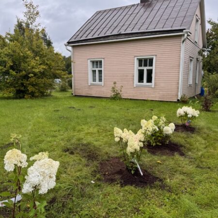 Ensimmäiset hortensiat pääsivät uuden talon pihaan