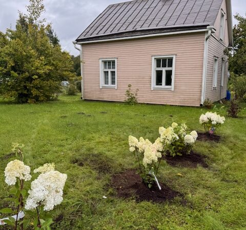 Ensimmäiset hortensiat pääsivät uuden talon pihaan