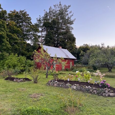 Pelastettujen perennojen penkki ja naapurin lahjoittama marja-aronia