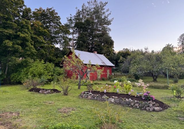 Pelastettujen perennojen penkki ja naapurin lahjoittama marja-aronia