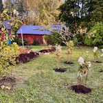 Syysistutuksia, kirsikkaluumuja ja aidanrakennusta