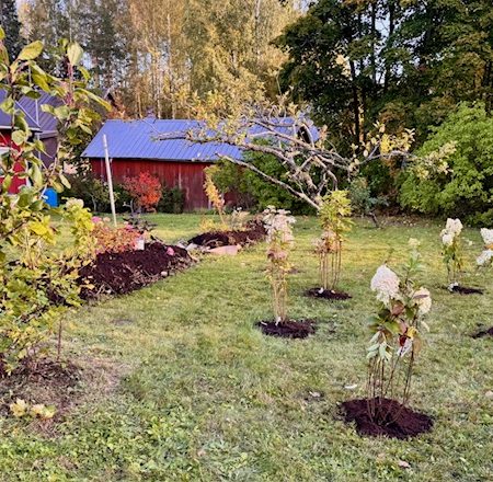 Syysistutuksia, kirsikkaluumuja ja aidanrakennusta