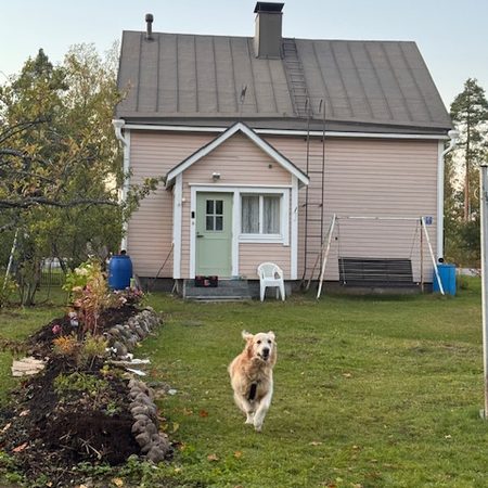 Takapihan aita ja ensimmäinen portti – Mortti pääsi juoksemaan