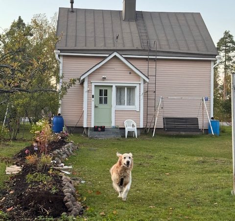 Takapihan aita ja ensimmäinen portti – Mortti pääsi juoksemaan
