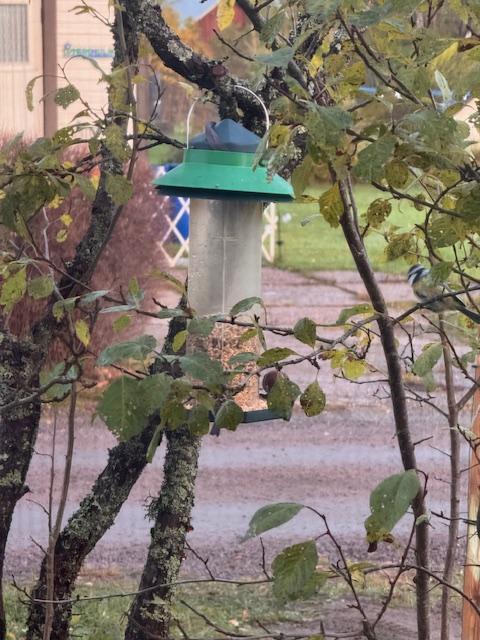Pikkulinnut löysivät uuden ruokintapaikan sankoin joukoin.